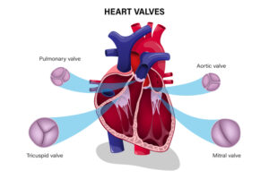 CMS Fitess Courses - Human Heart Valves - Personal Trainer Qualifications